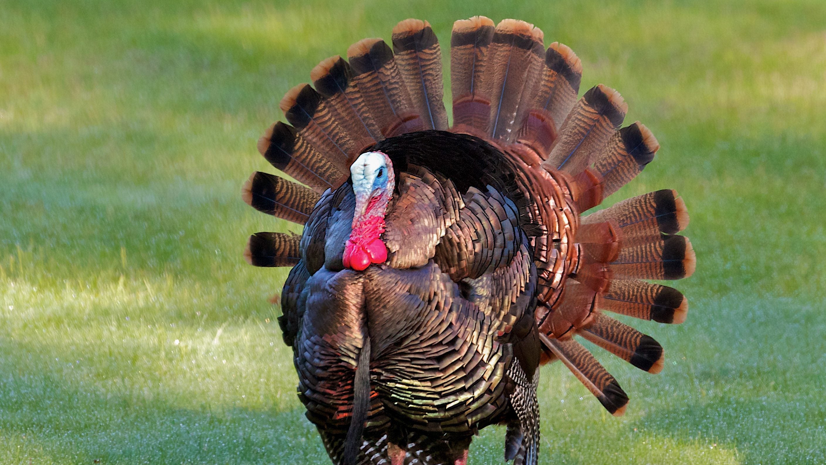 Make turkey day memorable.